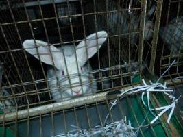 Rabbit farming at Baldivis Rabbits WA - Captured at Baldivis Rabbits, Baldivis WA Australia.