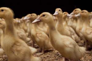 Australian duck farming - Captured at Tinder Creek Duck Farm, Mellong NSW Australia.