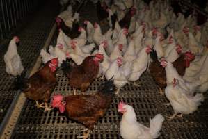 Parent birds - Brown chickens are males (roosters), white are females. Their eggs are collected and taken to the hatchery. - Captured at SBA Hatchery, Bagshot VIC Australia.