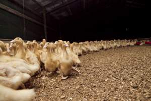 Australian duck farming - Captured at Tinder Creek Duck Farm, Mellong NSW Australia.