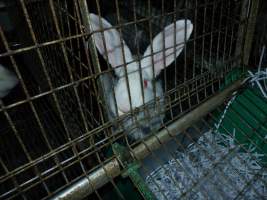 Rabbit farming at Baldivis Rabbits WA - Captured at Baldivis Rabbits, Baldivis WA Australia.