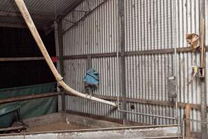 End of shed - Captured at Tinder Creek Duck Farm, Mellong NSW Australia.