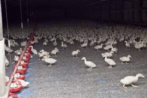 Australian duck farming - Captured at Tinder Creek Duck Farm, Mellong NSW Australia.