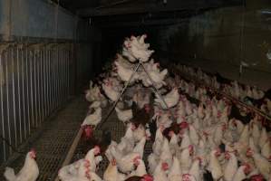 Parent birds - Brown chickens are males (roosters), white are females. Their eggs are collected and taken to the hatchery. - Captured at SBA Hatchery, Bagshot VIC Australia.