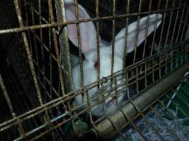 Rabbit farming at Baldivis Rabbits WA - Captured at Baldivis Rabbits, Baldivis WA Australia.