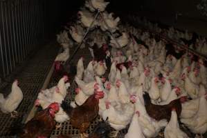 Parent birds - Brown chickens are males (roosters), white are females. Their eggs are collected and taken to the hatchery. - Captured at SBA Hatchery, Bagshot VIC Australia.