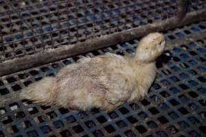 Australian duck farming, 2012