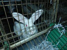 Rabbit farming at Baldivis Rabbits WA - Captured at Baldivis Rabbits, Baldivis WA Australia.