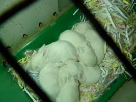 Rabbit farming at Baldivis Rabbits WA - Captured at Baldivis Rabbits, Baldivis WA Australia.