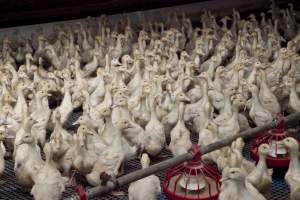 Australian duck farming - Captured at Tinder Creek Duck Farm, Mellong NSW Australia.