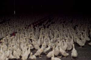 Australian duck farming - Captured at Tinder Creek Duck Farm, Mellong NSW Australia.