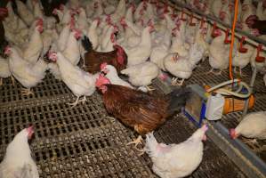 Parent birds - Brown chickens are males (roosters), white are females. Their eggs are collected and taken to the hatchery. - Captured at SBA Hatchery, Bagshot VIC Australia.