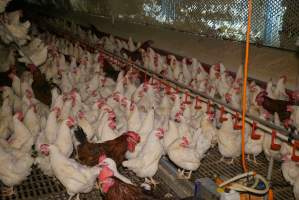 Parent birds - Brown chickens are males (roosters), white are females. Their eggs are collected and taken to the hatchery. - Captured at SBA Hatchery, Bagshot VIC Australia.