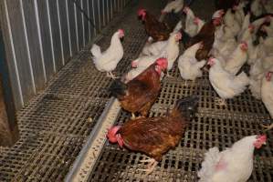 Parent birds - Brown chickens are males (roosters), white are females. Their eggs are collected and taken to the hatchery. - Captured at SBA Hatchery, Bagshot VIC Australia.