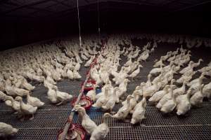 Australian duck farming - Captured at Tinder Creek Duck Farm, Mellong NSW Australia.