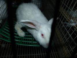 Rabbit farming at Baldivis Rabbits WA - Captured at Baldivis Rabbits, Baldivis WA Australia.