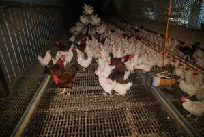 Parent birds - Brown chickens are males (roosters), white are females. Their eggs are collected and taken to the hatchery. - Captured at SBA Hatchery, Bagshot VIC Australia.