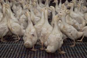 Australian duck farming - Captured at Tinder Creek Duck Farm, Mellong NSW Australia.