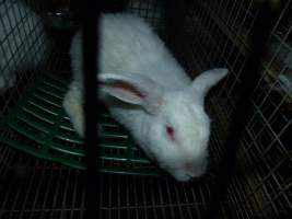 Rabbit farming at Baldivis Rabbits WA - Captured at Baldivis Rabbits, Baldivis WA Australia.