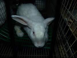 Rabbit farming at Baldivis Rabbits WA - Captured at Baldivis Rabbits, Baldivis WA Australia.