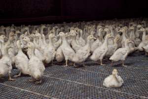 Australian duck farming - Captured at Tinder Creek Duck Farm, Mellong NSW Australia.