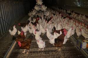 Parent birds - Brown chickens are males (roosters), white are females. Their eggs are collected and taken to the hatchery. - Captured at SBA Hatchery, Bagshot VIC Australia.