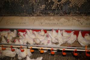 Parent birds - Brown chickens are males (roosters), white are females. Their eggs are collected and taken to the hatchery. - Captured at SBA Hatchery, Bagshot VIC Australia.