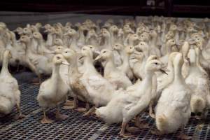 Australian duck farming - Captured at Tinder Creek Duck Farm, Mellong NSW Australia.