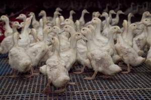 Australian duck farming - Captured at Tinder Creek Duck Farm, Mellong NSW Australia.