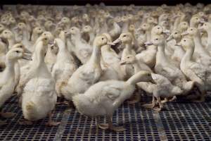 Australian duck farming - Captured at Tinder Creek Duck Farm, Mellong NSW Australia.