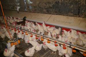 Parent birds - Brown chickens are males (roosters), white are females. Their eggs are collected and taken to the hatchery. - Captured at SBA Hatchery, Bagshot VIC Australia.