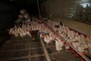 Parent birds - Brown chickens are males (roosters), white are females. Their eggs are collected and taken to the hatchery. - Captured at SBA Hatchery, Bagshot VIC Australia.