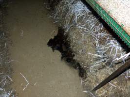 Rabbit farming at Baldivis Rabbits WA - Captured at Baldivis Rabbits, Baldivis WA Australia.