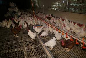 Parent birds - Brown chickens are males (roosters), white are females. Their eggs are collected and taken to the hatchery. - Captured at SBA Hatchery, Bagshot VIC Australia.