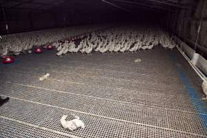 Australian duck farming - Captured at Tinder Creek Duck Farm, Mellong NSW Australia.