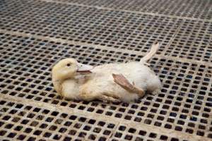 Australian duck farming - Captured at Tinder Creek Duck Farm, Mellong NSW Australia.