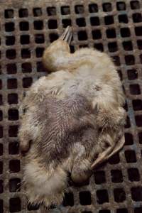 Australian duck farming - Captured at Tinder Creek Duck Farm, Mellong NSW Australia.