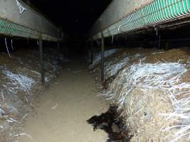 Rabbit farming at Baldivis Rabbits WA - Captured at Baldivis Rabbits, Baldivis WA Australia.