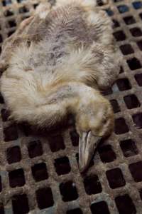 Australian duck farming - Captured at Tinder Creek Duck Farm, Mellong NSW Australia.