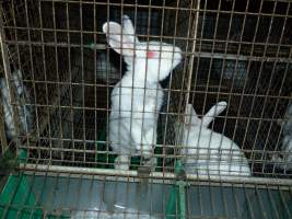 Rabbit farming at Baldivis Rabbits WA - Captured at Baldivis Rabbits, Baldivis WA Australia.