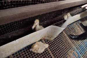 Australian duck farming - Captured at Tinder Creek Duck Farm, Mellong NSW Australia.