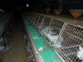 Rabbit farming at Baldivis Rabbits WA - Captured at Baldivis Rabbits, Baldivis WA Australia.