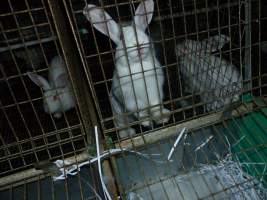 Rabbit farming at Baldivis Rabbits WA - Captured at Baldivis Rabbits, Baldivis WA Australia.