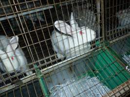 Rabbit farming at Baldivis Rabbits WA - Captured at Baldivis Rabbits, Baldivis WA Australia.