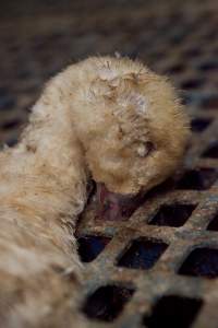 Australian duck farming - Captured at Tinder Creek Duck Farm, Mellong NSW Australia.