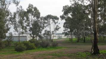 Parent bird sheds from outside in daylight - Captured at SBA Hatchery, Bagshot VIC Australia.