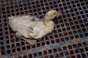 Australian duck farming - Captured at Tinder Creek Duck Farm, Mellong NSW Australia.