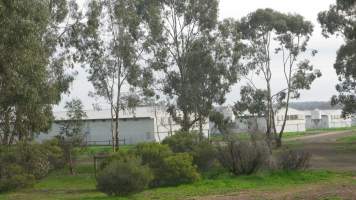 Parent bird sheds from outside in daylight - Captured at SBA Hatchery, Bagshot VIC Australia.