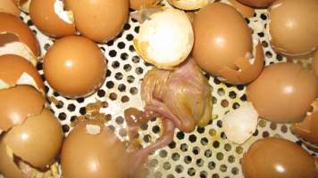 Dead chick in tray of hatched eggs - Captured at SBA Hatchery, Bagshot VIC Australia.