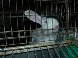 Rabbit farming at Baldivis Rabbits WA - Captured at Baldivis Rabbits, Baldivis WA Australia.